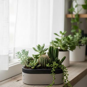 May include: A rectangular, two-tone planter filled with various green succulents and cacti. The planter is light grey with a black rim and sits on a wooden surface near a window with white curtains. Other potted plants are visible in the background.