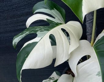 Monstera Deliciosa 'Albo Variegata' Variegated Rare Live Plant Cutting Easy Care Gardening
