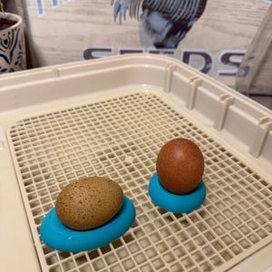 May include: Two eggs resting on bright blue silicone holders inside a beige plastic incubator tray. One egg is light brown with dark speckles, while the other is a solid, darker reddish-brown color. The tray features a grid pattern surface.