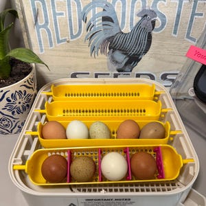 May include: An egg incubator with a white base and yellow plastic trays holding various chicken eggs in shades of brown, white, and speckled gray. The front of the device features a label with the text IMPORTANT NOTES and instructions.