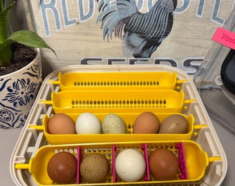 Egg Basket Dividers for Maticoopx/Brinsea | Maticoopx 20 & 30 Egg Divider Inserts | Brinsea Egg Divider Inserts | 3D Printed Egg Separators
