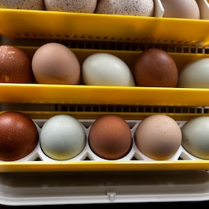 May include: Close-up of an egg incubator with multiple rows of eggs in yellow trays. The eggs vary in color, including brown, tan, and blue-green. The incubator is white and yellow.