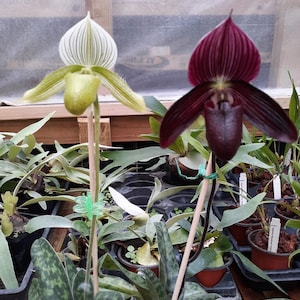 Orchid Plants in Bud - Etsy