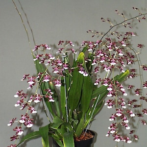 2 Spikes, Sharry Baby, the Chocolate Orchid, Big Plants, Shipping Included