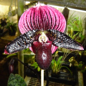 May include: Close-up of a vibrant orchid flower. The petals are a deep pink with dark vertical stripes, and the lower part is a rich, dark burgundy. The flower has a unique shape, with speckled black and white wings.