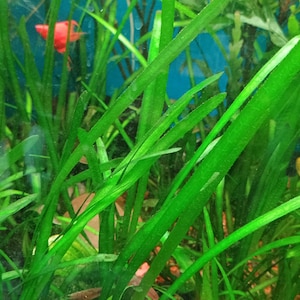May include: A dense cluster of long, slender, vibrant green aquatic plants with pointed leaves growing in an aquarium. A small, bright red fish is partially visible in the background, swimming among the foliage above a reddish-brown gravel substrate.