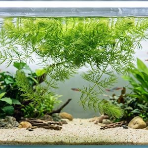 May include: A rectangular glass aquarium filled with water, featuring a sandy substrate, various green aquatic plants, driftwood, and small rocks. A large, feathery green plant floats near the surface, while several small fish swim in the background.