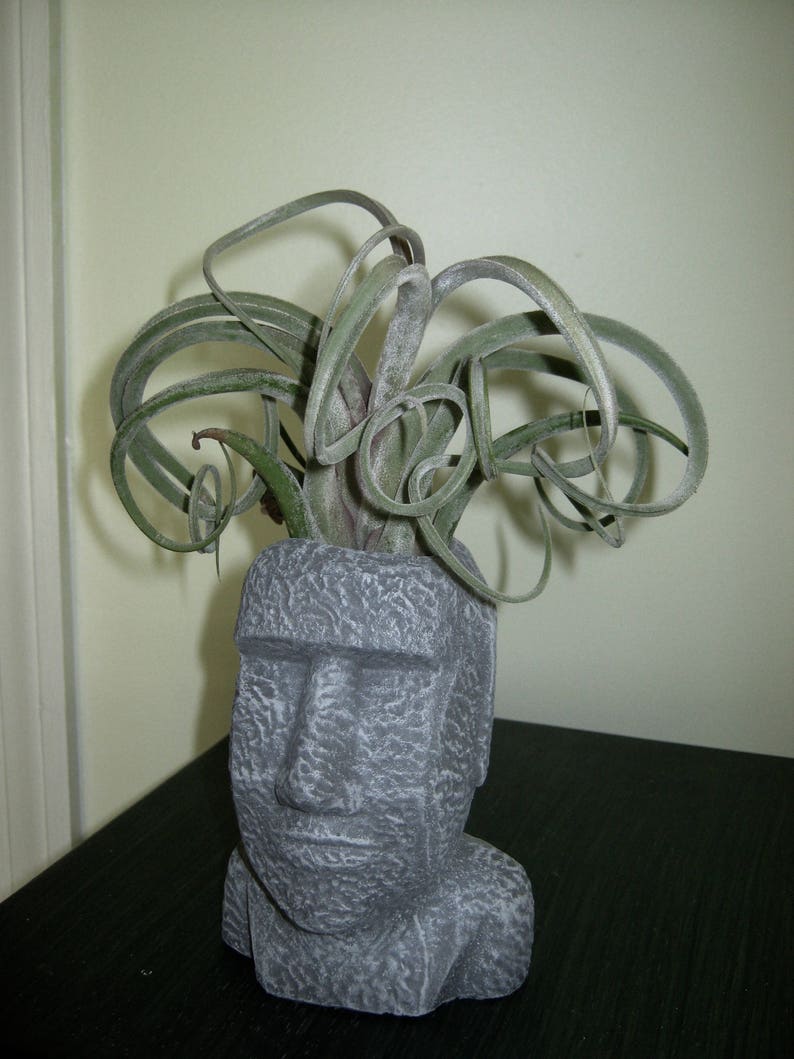 Air Plant Pot Head And Face Plant Pots Concrete Planters Cast Cement Cacti Container Succulent Plant Pot Planter Easter Island Head