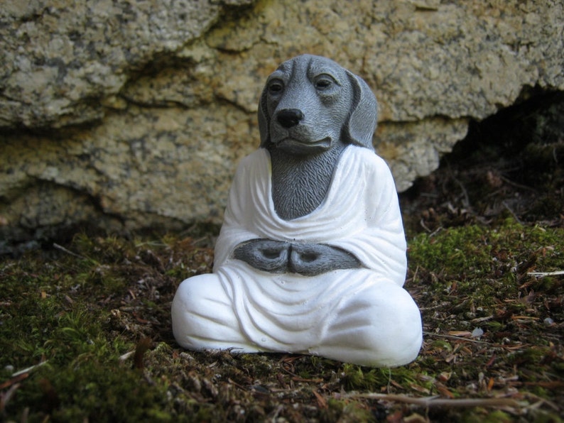 дзен видео животных. панда на роликах. кот буддист.