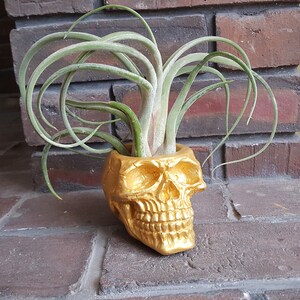 Skull Plant Pot, Planter, Gold Skull Home Decor, Handmade Human Skull Planter, Succulent Plant Pot, Air Plant Planter, Flower Pot, Cacti Pot