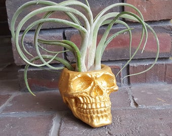 Skull Plant Pot, Planter, Gold Skull Home Decor, Handmade Human Skull Planter, Succulent Plant Pot, Air Plant Planter, Flower Pot, Cacti Pot