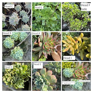 lettuce seeds planting Lettuce Green Salad Bowl Seed  Harris Seeds