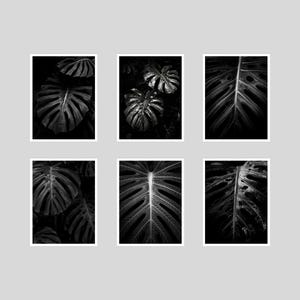 Peut inclure: Six tirages encadrés en noir et blanc présentant des gros plans de feuilles de Monstera. Les images mettent en valeur les motifs veineux complexes et les perforations distinctives des feuilles, sur fond sombre. Les tirages sont disposés en grille.