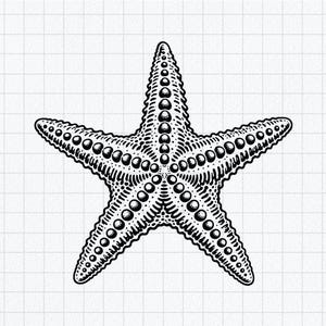 Op de afbeelding: Een zwart-wit lijntekening van een zeester met vijf armen. Het ontwerp bevat gedetailleerde stippel- en arceringstechnieken om textuur te creëren, met een opvallende rij cirkelvormige bultjes in het midden van elke arm.