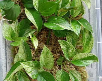 Epipremnum Aureum Pflanzensteckling