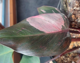Filodendro Princesa Rosa