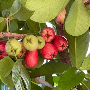 Malay Apple Tree (Syzygium malaccense) – Poma Rosa Live Tropical Fruit Plant 1–2 ft Tall