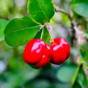 Acerola Tree (Malpighia emarginata) – Barbados Cherry Live Fruit tree 1–2 ft Tall