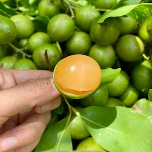 Spanish Lime Tree (Melicoccus bijugatus) – Quenepa / Mamoncillo Live Fruit Plant 1–2 ft Tall