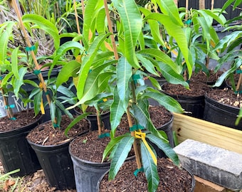 Orange sherbet mango tree crafted