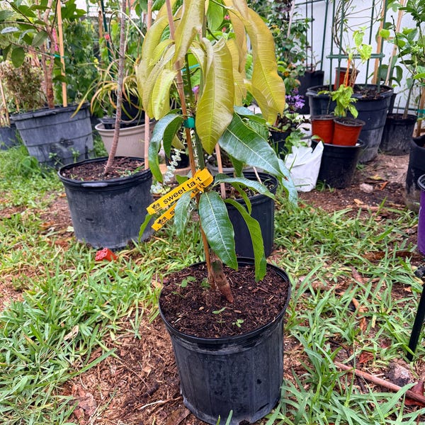 Sweet tart mango tree crafted
