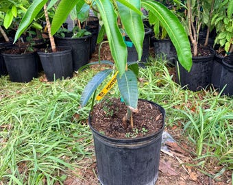 Dwarf Pickering mango crafted