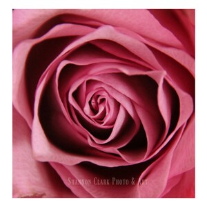 Mauve Rose Photography Art Print