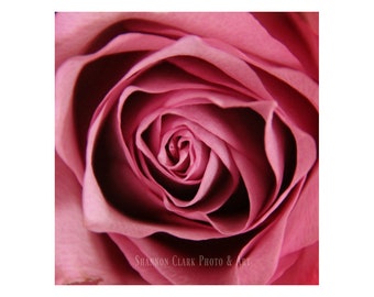 Mauve Rose Photography Art Print