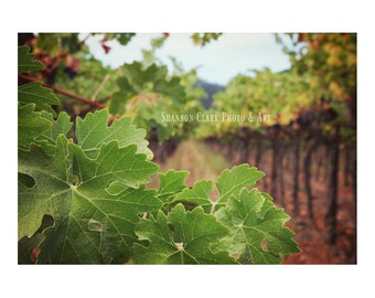 Sonoma Vineyard Photography Art Print "Vine View"