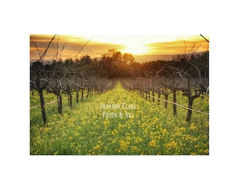 Sonoma Photography. Mustard in Vineyard. Wine Country Sunset. Bartholemew Park. Green and Yellow Landscape. Sonoma Strong