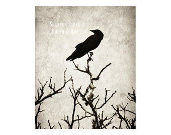 Crow on Tree Black & White Photography Art Print "The Crow"