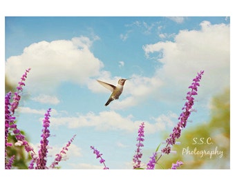 Hummingbird Photography Art Print - "Spring Flight"