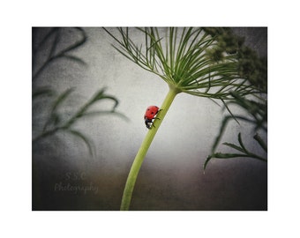 Ladybug Photo Art Print "Little Bug, Big Journey"