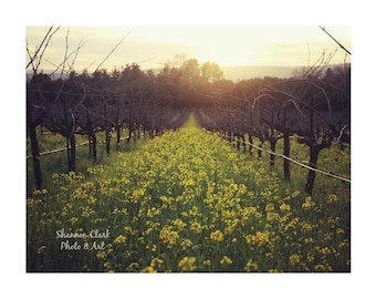 Sonoma Vineyards Photography Art Print - "Vineyards at Dusk"