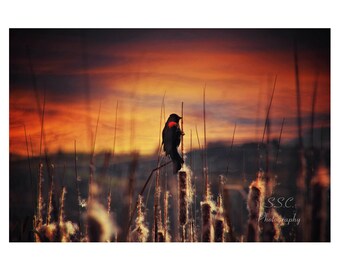 Red Wing Blackbird on Cattail at Sunset Photography Art Print "The Watcher"