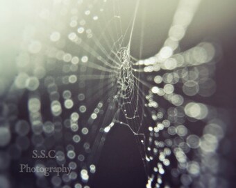 Spider Web Abstract Macro Photography Art Print