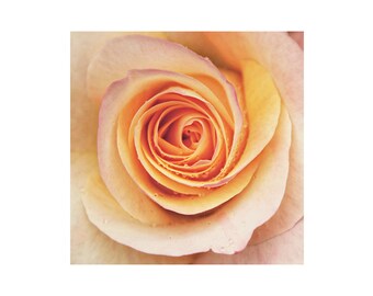 Yellow Rose Photography Art Print "Summer Rose"