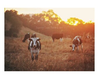 Cows at Sunset Rustic Farmhouse Photography Art Print "Golden Hour Cows"