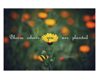 Bloom Where You Art Planted Floral Photography Art Print