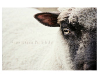 Sheep Ewe Photography Art Print - "I See Ewe"