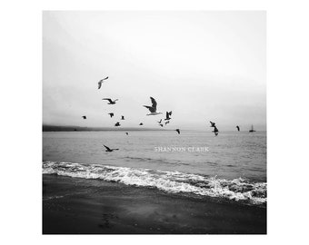 Black & White Ocean Birds Flying Bodega Bay Photography Art Print