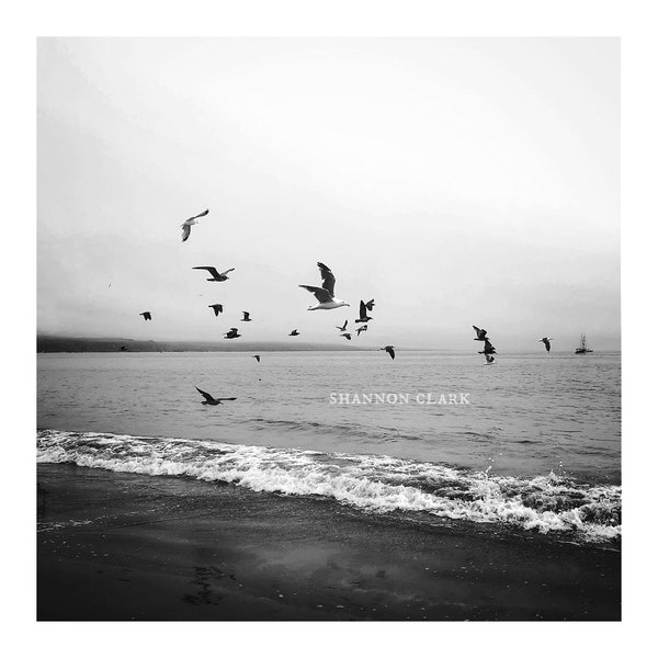 Black & White Ocean Birds Flying Bodega Bay Photography Art Print