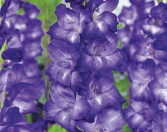 Gladiolus Nori- 3 Flower Bulbs