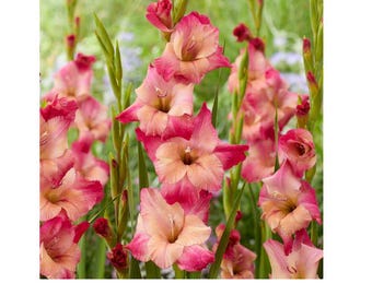 Glaïeul chewing-gum abricot - 3 bulbes de fleurs
