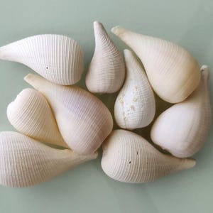 May include: A collection of nine off-white, teardrop-shaped sea shells arranged in a cluster. Each shell features a smooth, tapered end and a wider, rounded body with fine, vertical ridges running along the exterior surface of the calcium carbonate.