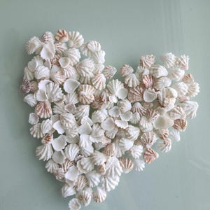 May include: A collection of small, white and light brown fan-shaped seashells arranged in the distinct shape of a heart. The individual shells vary in size and texture, featuring delicate ridges and natural color variations across the entire heart.