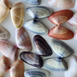 May include: A collection of assorted bivalve seashells arranged in a pattern. The shells feature smooth, glossy surfaces with varied natural color gradients including shades of tan, brown, blue, grey, white, and reddish-orange with fine lines.