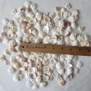 Kitten Paw Shells 200(+50) - wedding decor and shell crafting