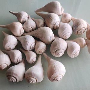 May include: A collection of numerous light beige, smooth, pear-shaped seashells. Each shell features a pointed spire and a rounded body with visible spiral growth lines. The shells are arranged in a loose cluster, displaying various sizes and orientations.