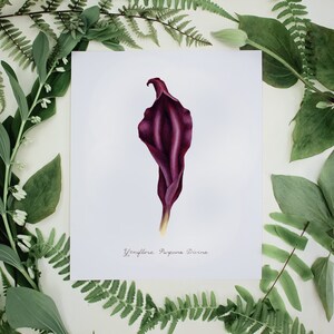 Purple Divine Yoni Flower Fine Art Print / Feminist Botanical Lily Illustration / Vulva / Vagina Art / Feminine / Sacred / Erotic/ image 4